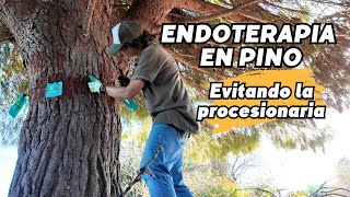 Endoterapia en pino: cómo evitar la procesionaria (paso a paso y precio real) Vlog262
