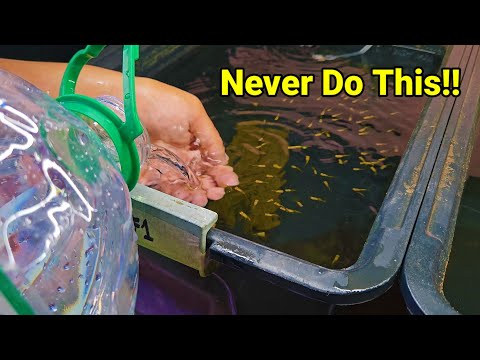 11 Things You Should Never Ever Do When Keeping Guppy Fish and How To Do It Properly!!