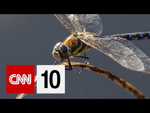 Insect Decline in the United Kingdom | November 19, 2019