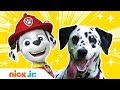 What Kind of Dogs & Birds Are The PAW Patrol & Top Wing Characters? | Nick Jr.