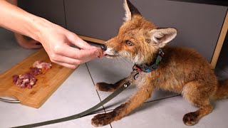 rescued a wild fox