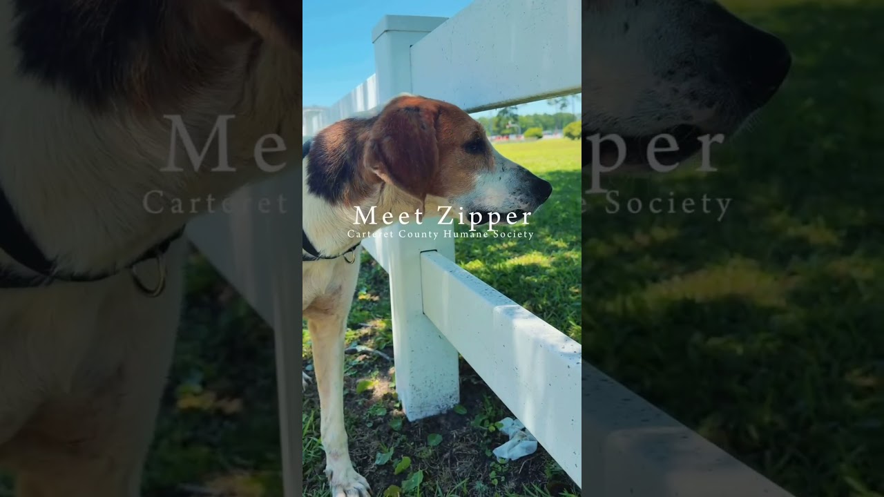 Enlarge Zipper, a Adoptable Hound in Newport, NC video 6/6