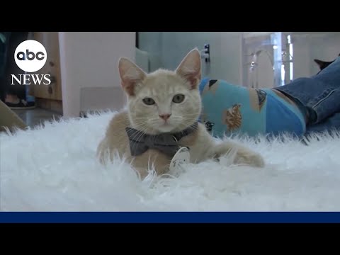 New bird flu warning for pet owners