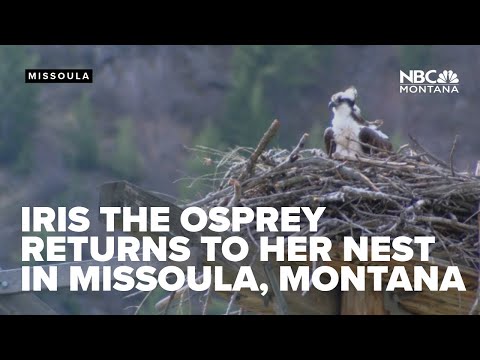 Iris the osprey returns to Hellgate Canyon nest in Missoula, Montana