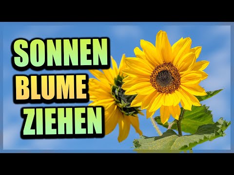 , title : 'Sonnenblumen selber vorziehen | Gartenzeit'
