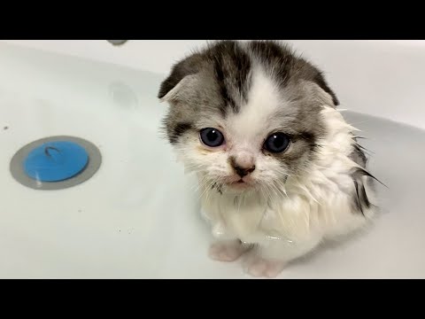 Kitten who loves the bath very much. Butuz and Willie are naughty and walk