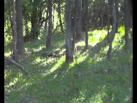 necakane male prasiatko