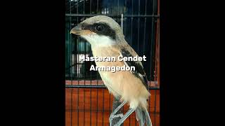 Download lagu Masteran Cendet Armagedon #kicaumania #cendet #burung #masterancendet #cendettrotol #cendetgacor mp3 Download lagu Masteran Cendet Armagedon #kicaumania #cendet #burung #masterancendet #cendettrotol #cendetgacor mp3