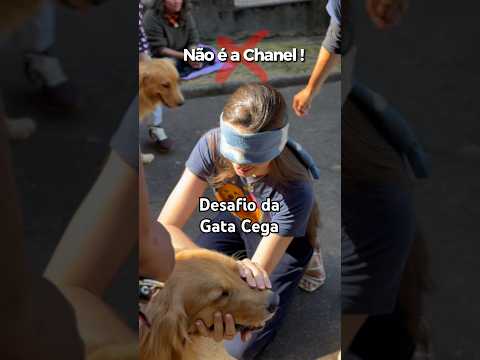 Desafio da Gata Cega: achar a Chanel no meio de vários goldinhos! 😂 #goldenretriever #meme #humor
