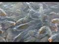 More Ducks And Fish