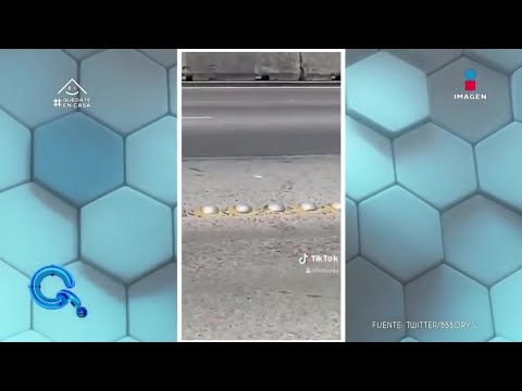 Recupera cartera que se le cayó en una avenida | Qué Importa