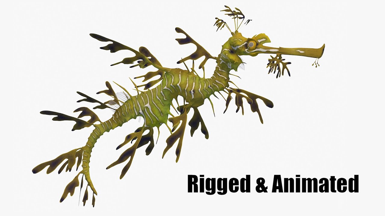 Leafy seadragon 3D Model