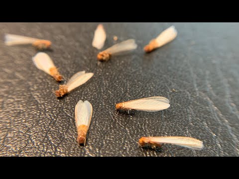 Drywood Termite Spot Treatment