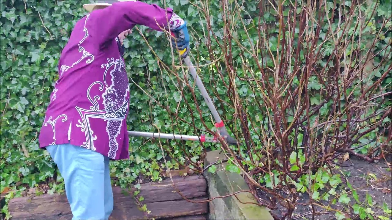 In de tuin bij Henk, aflevering 25, fruit snoeien