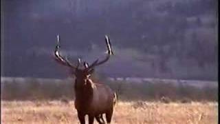 preview picture of video 'Large Bull Elk - Waterton Lakes National Park'