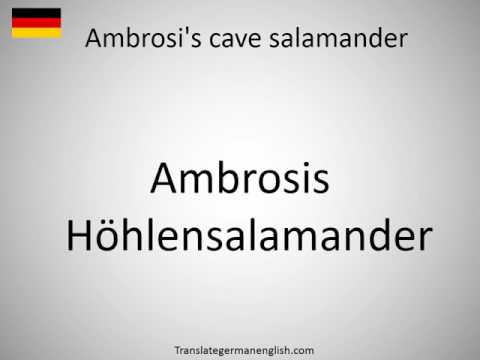 How to say Ambrosi's cave salamander in German?