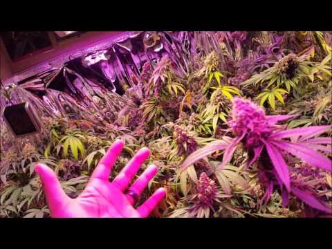 Spectrum King 400+ LED Grow Feat. Kanna Genetics & Trichome Jungle Genetics Ep.6