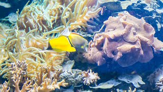 musica relaxante com aquario e  fundo do mar - msica relaxante e fundo do mar