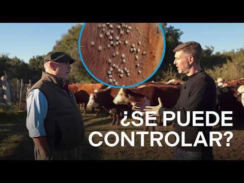¿CÓMO SE COMBATE A LA GARRAPATA EN EL LITORAL? | Un especial de MOTIVAR 🐂
