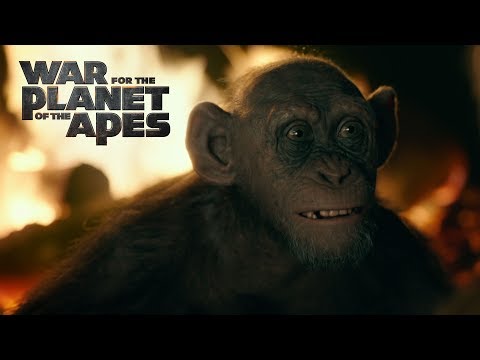 Apes