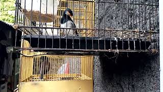 Download lagu JALAK NIAS & JALAK SUREN SALING SAUT√Ryan01 mp3