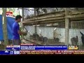 Di Bogor Kelinci Bisa Hasilkan Puluhan Juta Rupiah