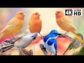Breathtaking Beautiful Birds Pure Nature Stress Relief Relaxing Birds Sounds Magical Nature
