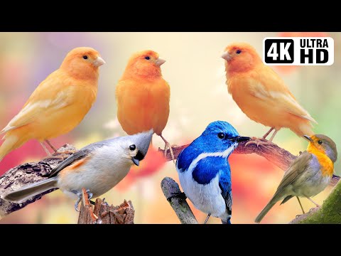 Breathtaking Beautiful Birds | Pure Nature | Stress Relief | Relaxing Birds Sounds | Magical Nature