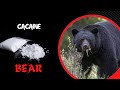 Cocaine Bear A Wild Ride In HD 2023