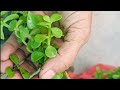Grow Jade Plant From Cuttings With Update