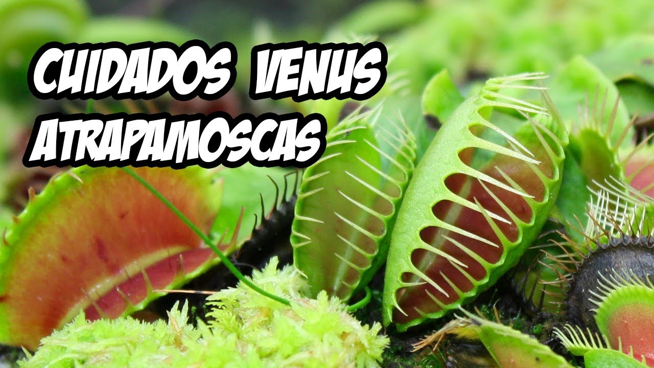 Cuidados Básicos de la Planta Carnívora Venus Atrapamoscas
