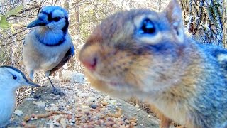 Video For Cats and Dogs - Forest Birds and Chipmunks