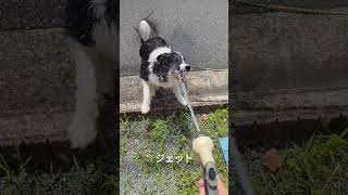 ボーダーコリージェットとシャワーの対応の違い#ボーダーコリー #bordercollie