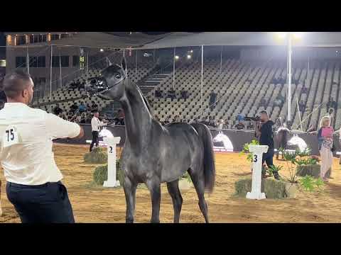 BAHIYA . VIVALDI REGALIS  BY RFI FARID  & GAUDAA MS BY E.H. DEREY