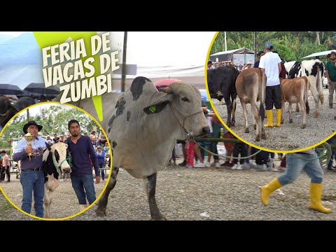El mejor ganado bovino en Zamora Chinchipe- Zumbi