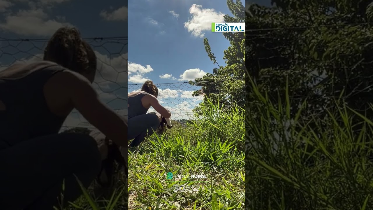 Mulher ouve pedido de socorro e salva bode preso em cerca