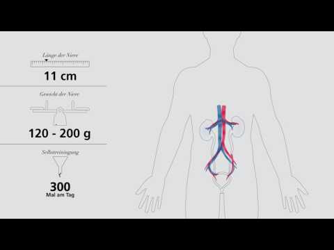 Die Nieren verstehen