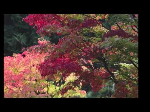 download lagu mp3 mp4 528 Hz Music Cd, download lagu 528 Hz Music Cd gratis, unduh video klip Download 528 Hz Music Cd Mp3 dan Mp4 320kbps Gratis