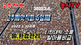 고추씨앗직파육묘 소뿔 티탄대박  발아율비교 물관리 환경관리