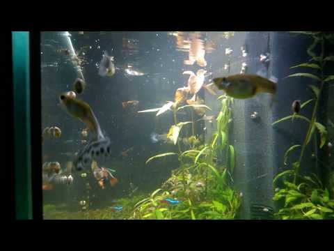 download lagu mp3 mp4 Neon Avec Guppy, download lagu Neon Avec Guppy gratis, unduh video klip Neon Avec Guppy