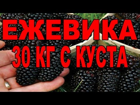 Ежевика что с ней делать как ухаживать, обрезать. Ежевика садовая