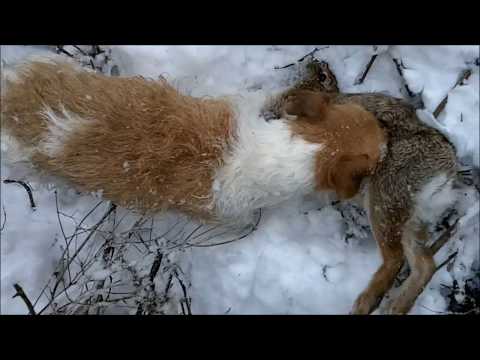 JACK RUSSELL TERRIER DOGS HUNT FERAL RABBITS