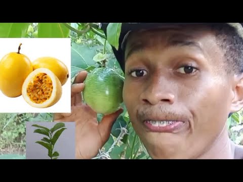 Making PASSION FRUIT seedlings through the branch, learn how to make passion fruit seedlings ✅