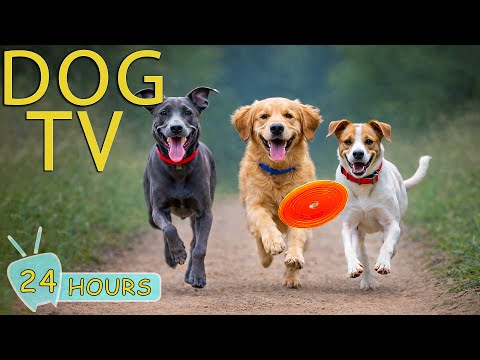 DOG TV: Best Entertain Videos & Relax Music for Dogs Left Home Alone - Calm Music for Dogs