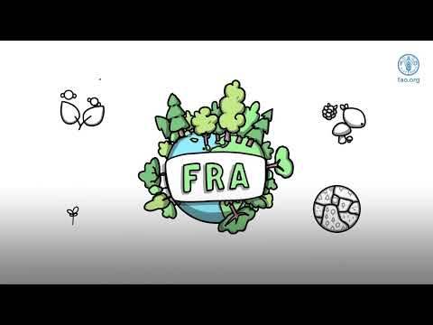 From insights to action: Connecting global forest and climate data