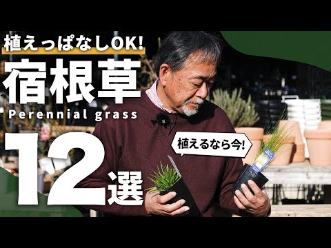 スイカズラのメンテナンス常緑つる植物日陰
