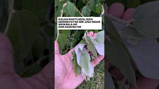 Download lagu Kalian waktu kecil pernah mainan gini juga nggak, bikin bola api dari daun bayur  #shorts mp3
