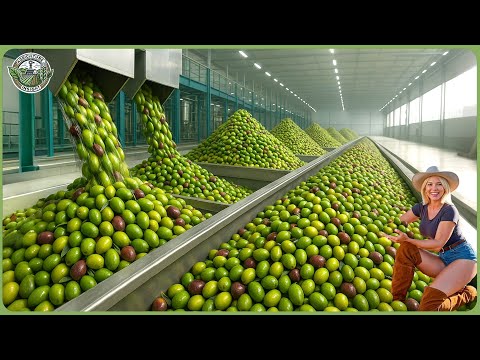 How Olive Oil Is Made – Incredible Olive Processing To Produce Olive Salted, Soap & Oil In Factory