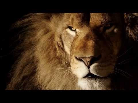 Strašan lav (Awesome Lion)