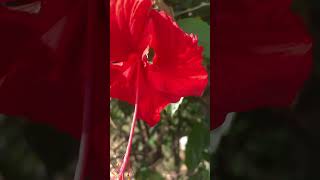 Download lagu ngày 15 tháng 1, 2026 mp3